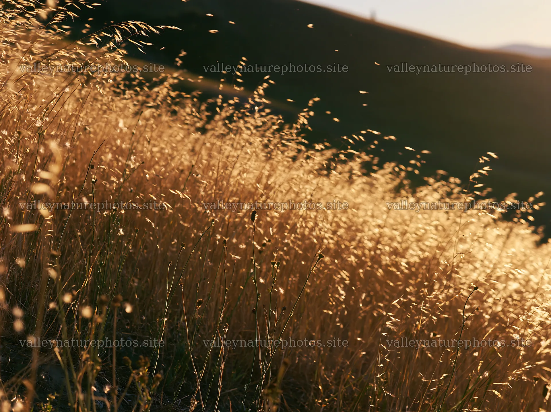 Tall grass meadow under soft sunlight – nature photography 9174x6866