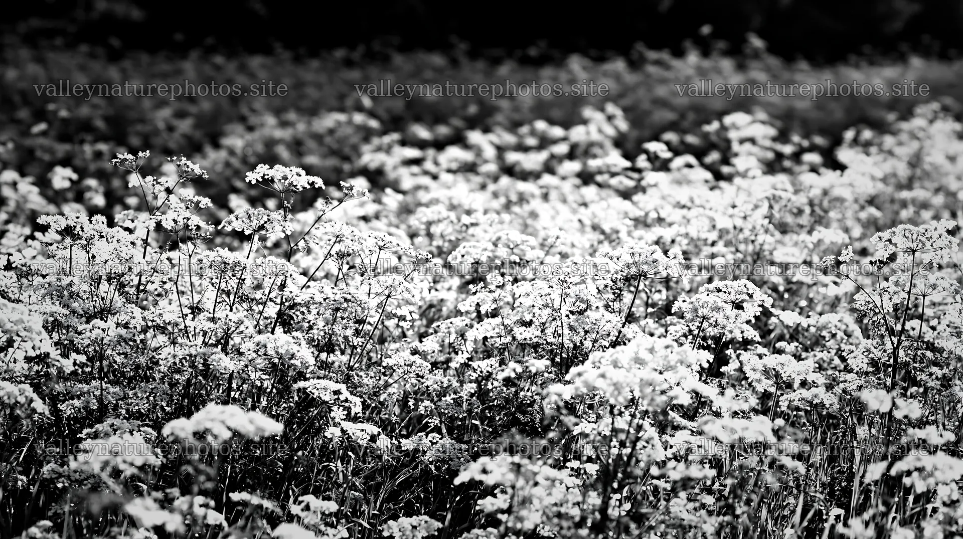 Meadow filled with white flowers in black and white setting – nature photography 10608x5938