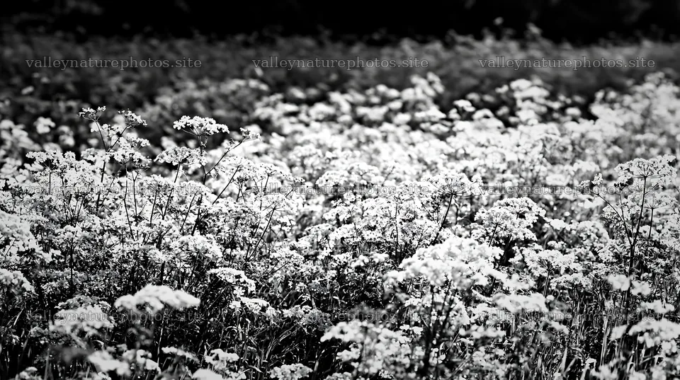 Meadow filled with white flowers in black and white setting – nature photography 10608x5938