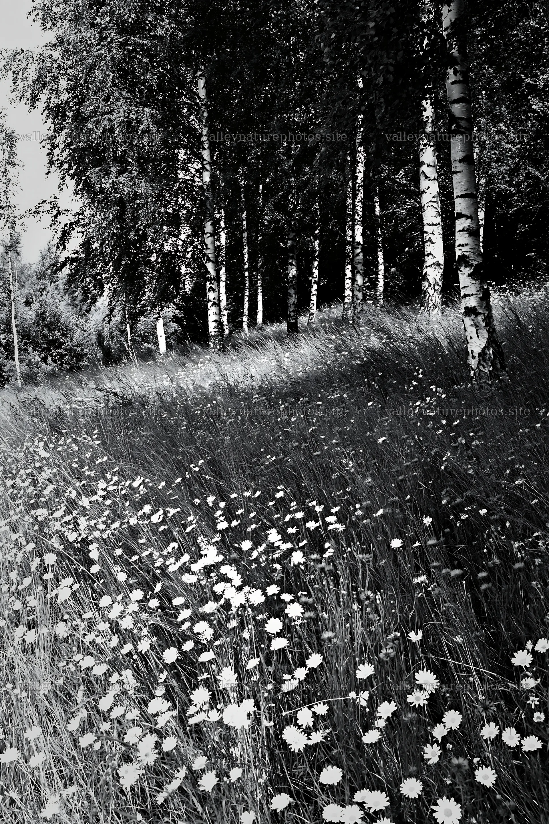 Birch grove with flowers in a meadow under sunlight – nature photography 6480x9722