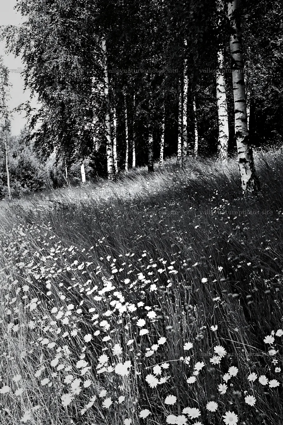 Birch grove with flowers in a meadow under sunlight – nature photography 6480x9722