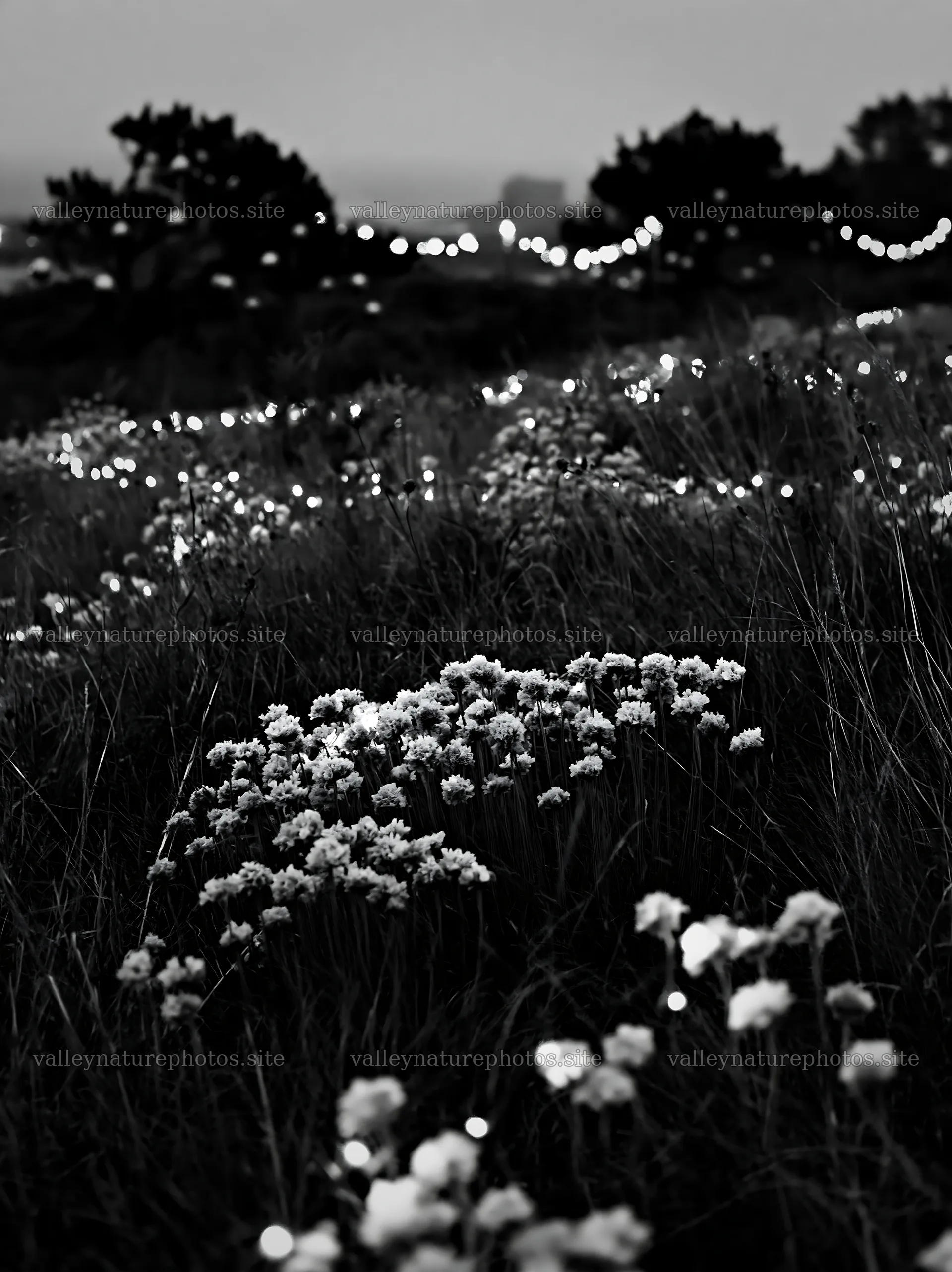 Christmas meadow along rugged coast with baubles – nature photography 6866x9174
