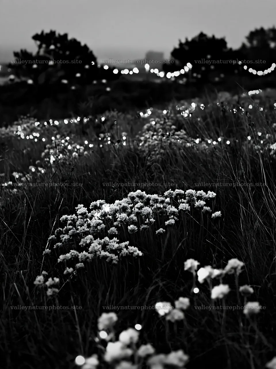 Christmas meadow along rugged coast with baubles – nature photography 6866x9174