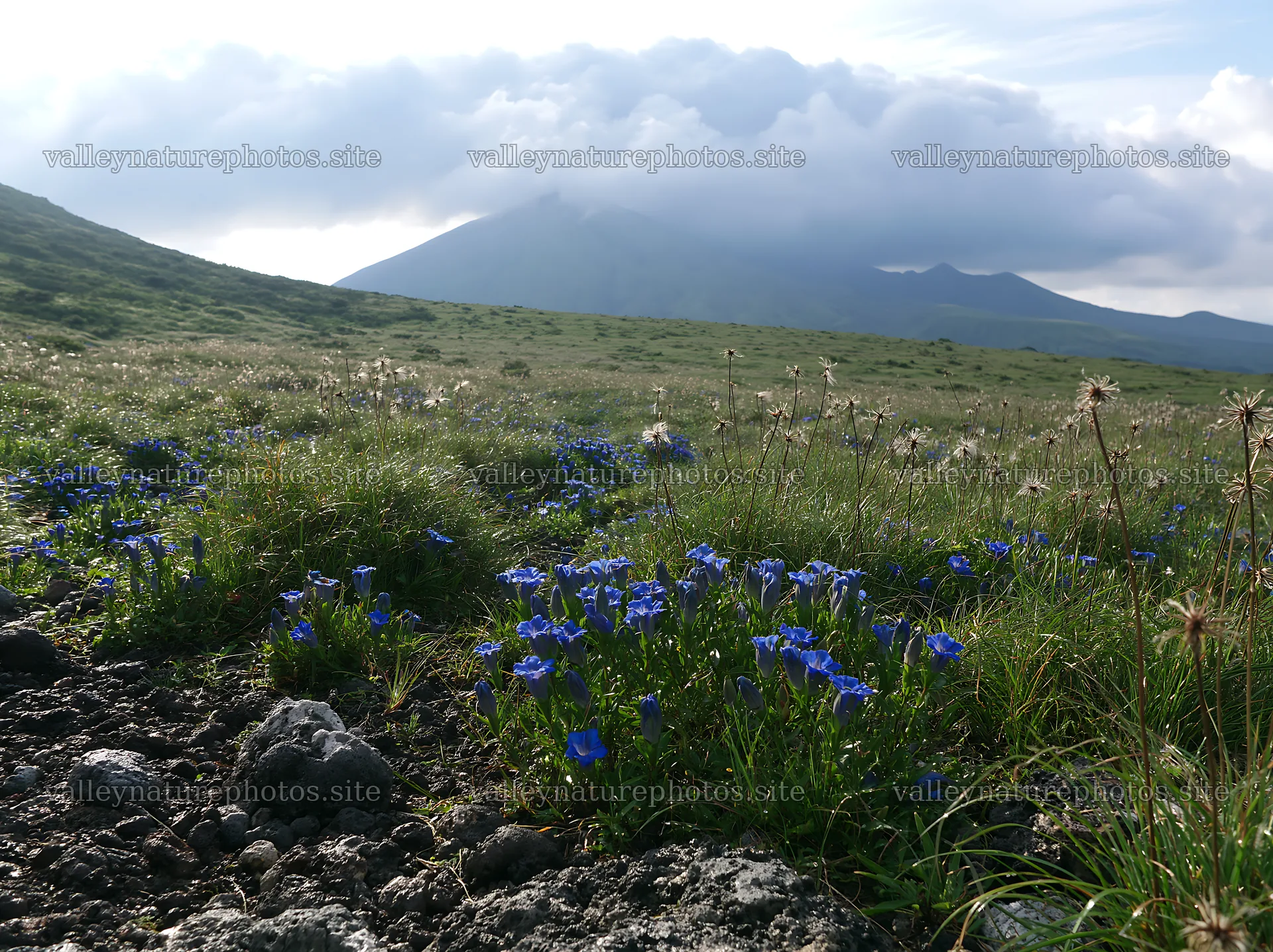 Kagoshima volcanic meadow with blue flowers and pumice foreground – nature photography 9174x6866