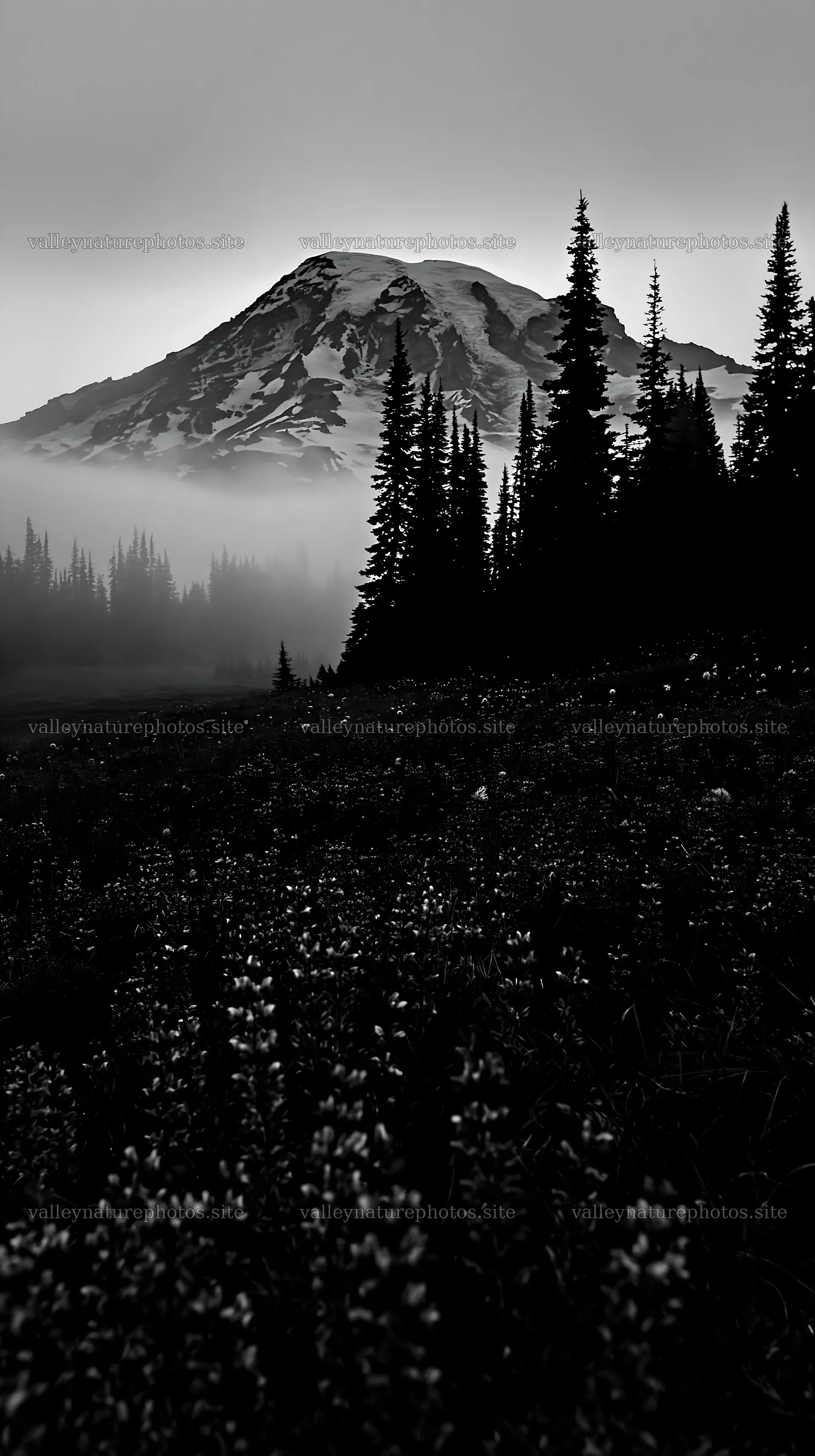Mount Rainier wildflower meadow at sunrise – nature photography 5938x10608
