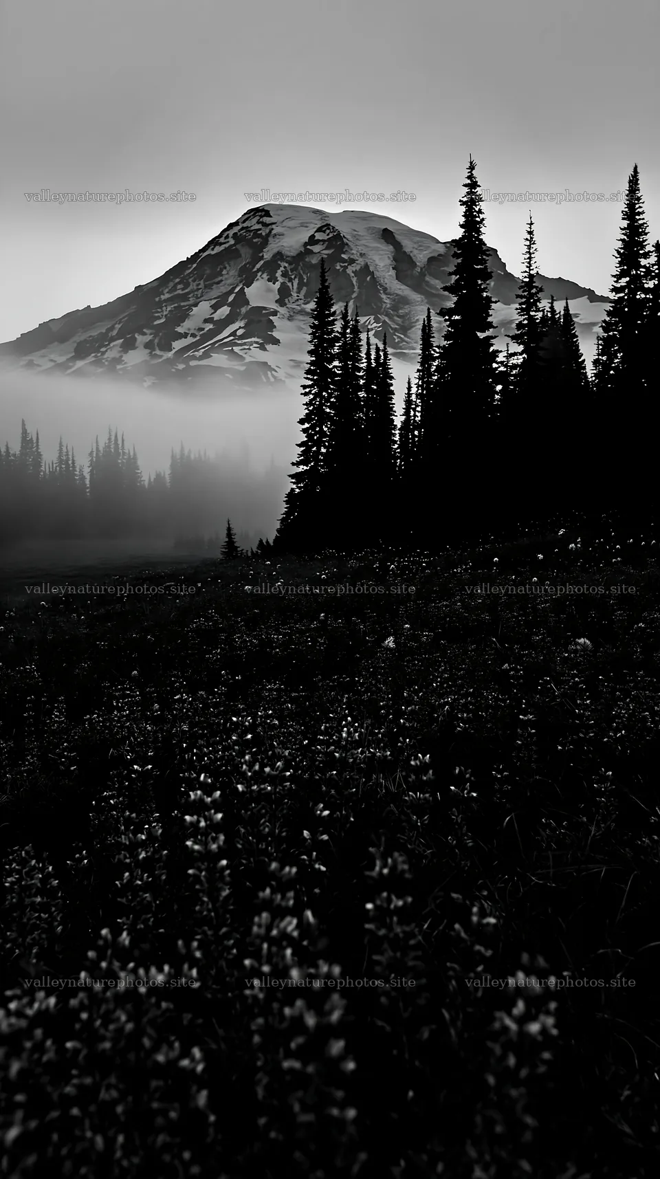 Mount Rainier wildflower meadow at sunrise – nature photography 5938x10608