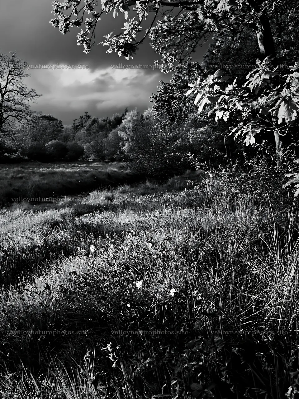 Woodland meadow flower border beside stream in black and white – nature photography 6866x9174
