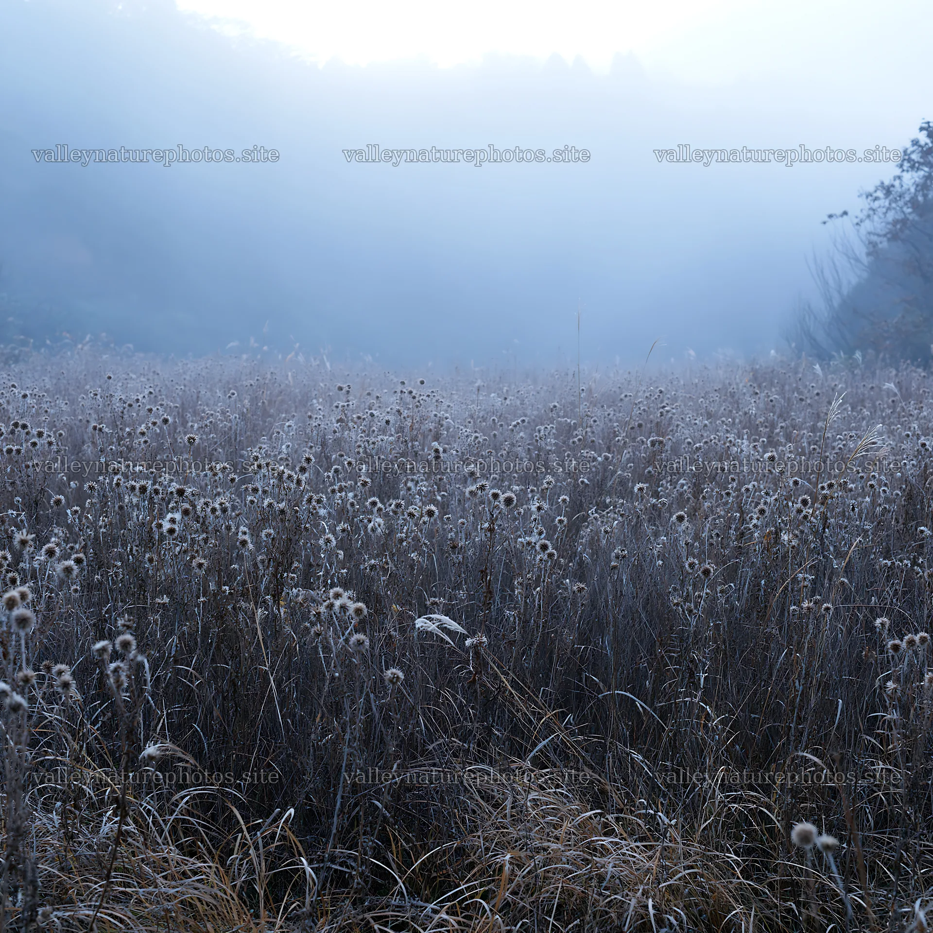 Ehime twilight meadow with dry seedheads in foggy setting – nature photography 7938x7938