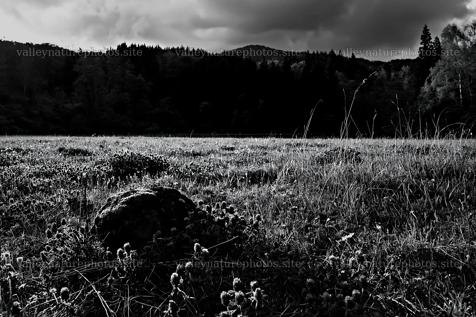 Mossy stones in Miyagi spring recovery meadow area – nature photography 9722x6480