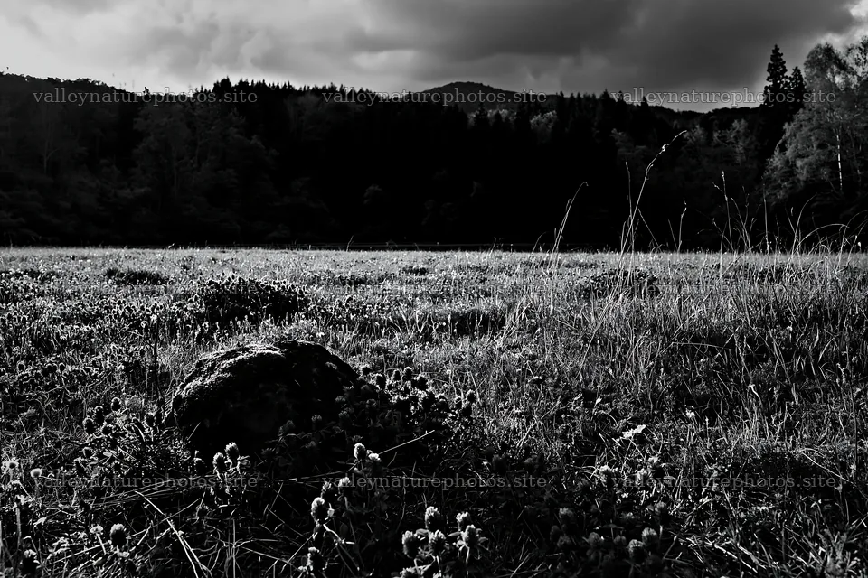 Mossy stones in Miyagi spring recovery meadow area – nature photography 9722x6480