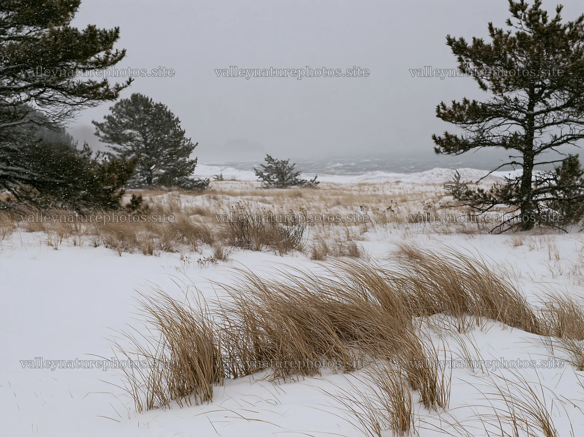 Dune meadow covered in snow during winter season – nature photography 9174x6866
