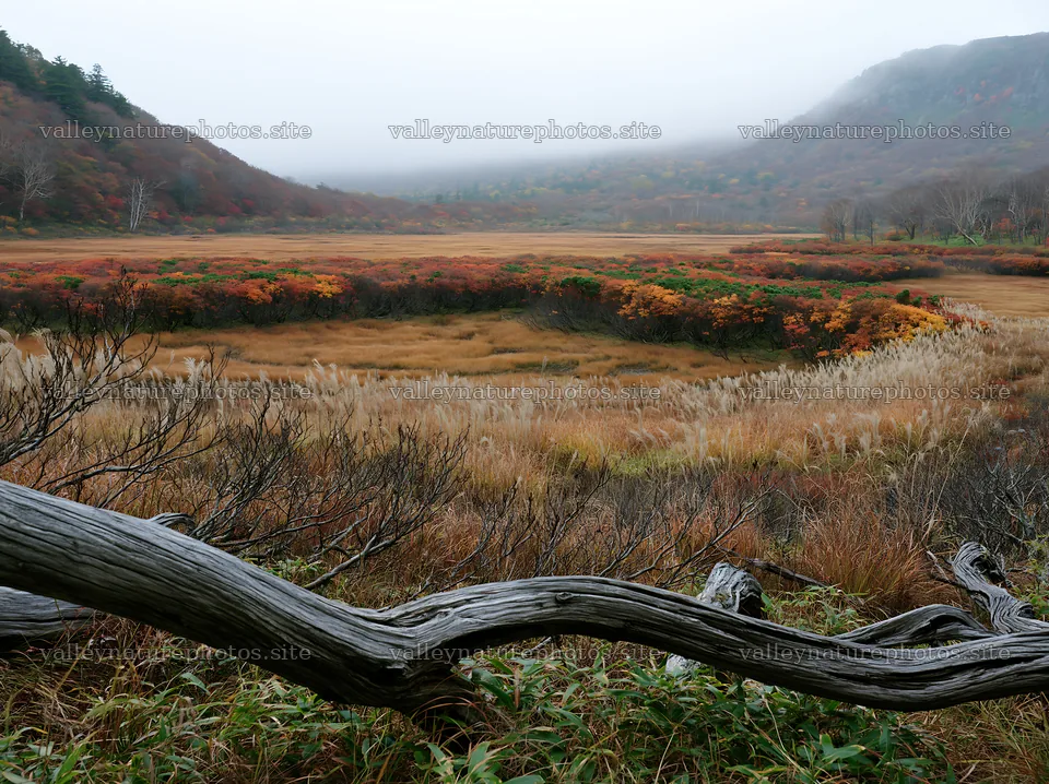 Wakayama autumn meadow weathered wood foreground – nature photography 9174x6866