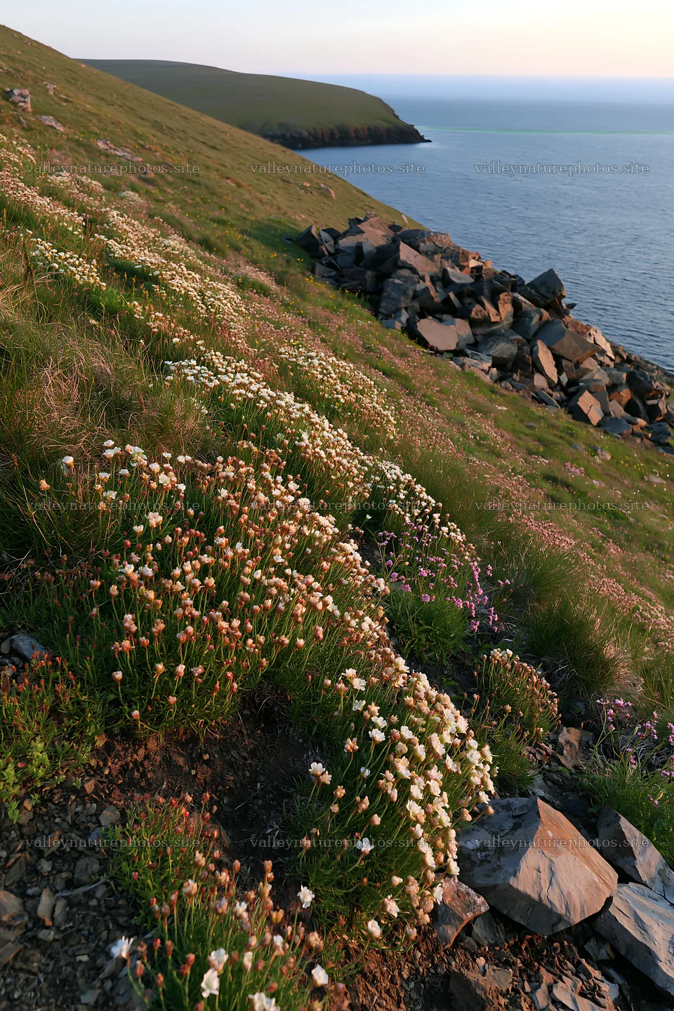 Aurora meadow coast with flowers and rocky shoreline – nature photography 6480x9722
