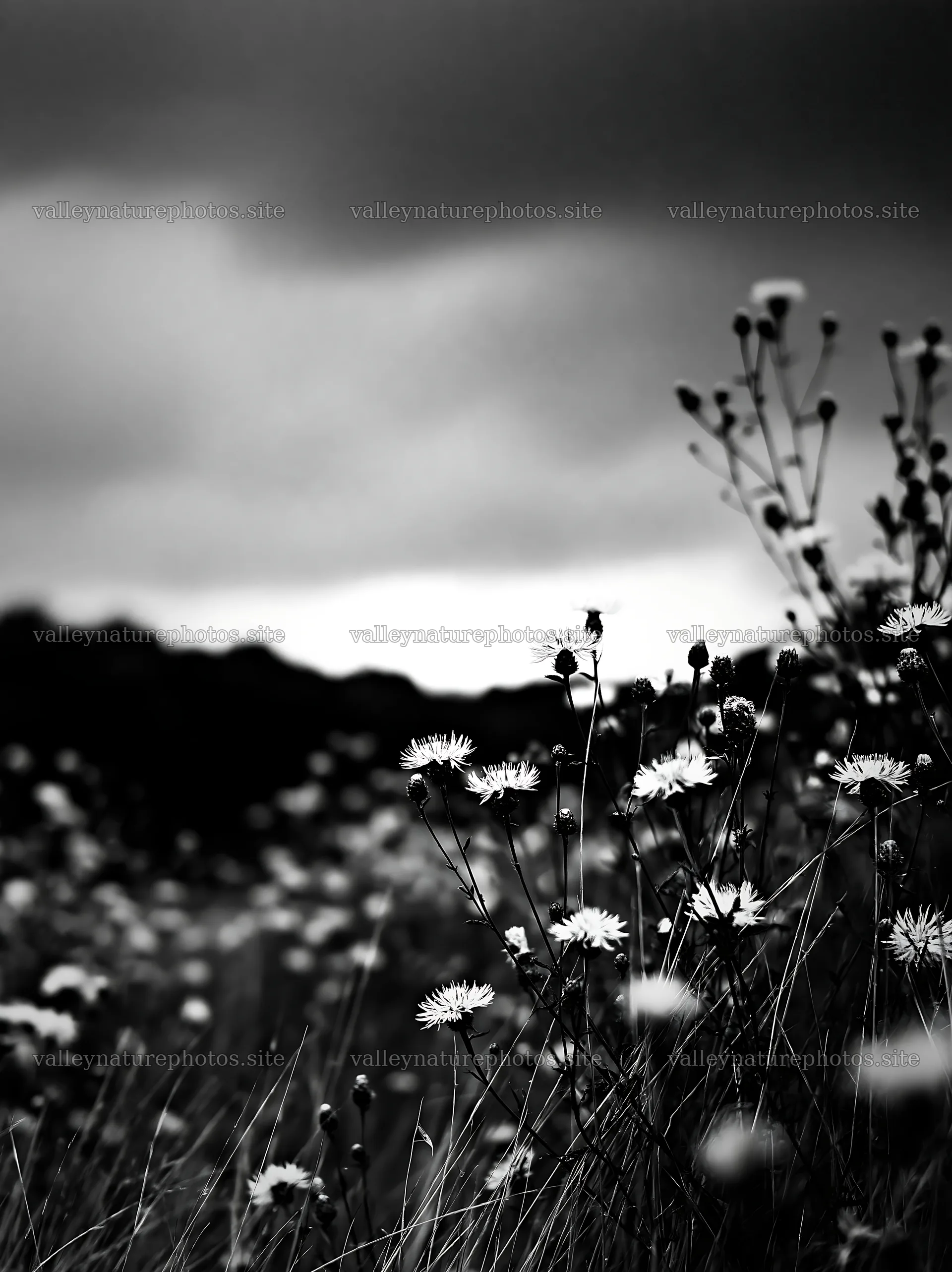 Meadow with knapweed under a cloudy sky – nature photography 6866x9174