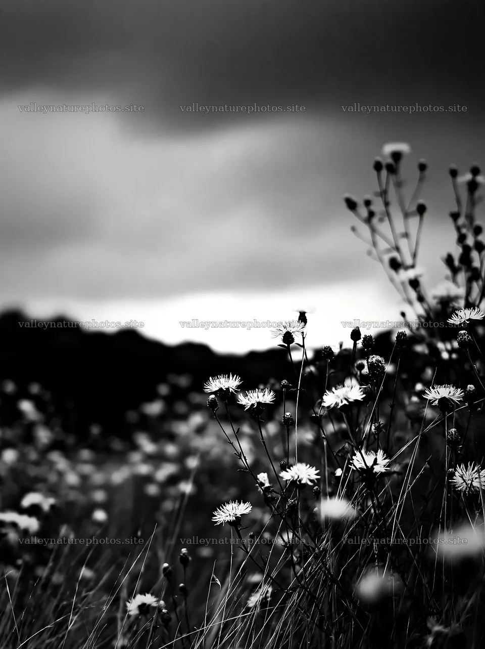 Meadow with knapweed under a cloudy sky – nature photography 6866x9174