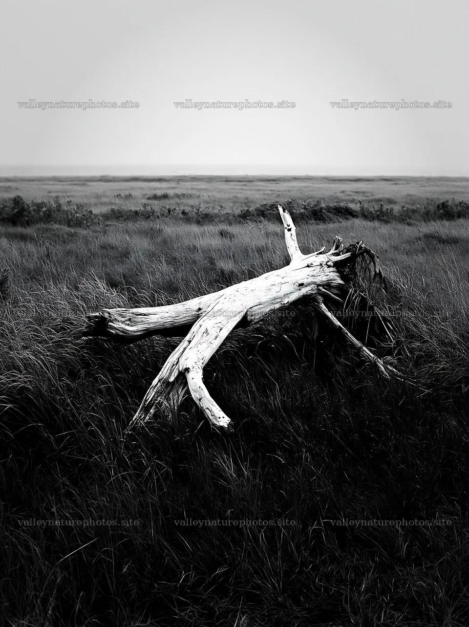 Ishikawa coastal meadow storm washed driftwood on grassy land – nature photography 6866x9174