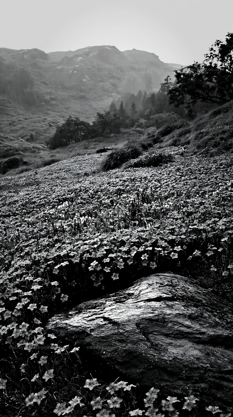 Hiroshima meadow with smooth rock under rainy sky – nature photography 5938x10608