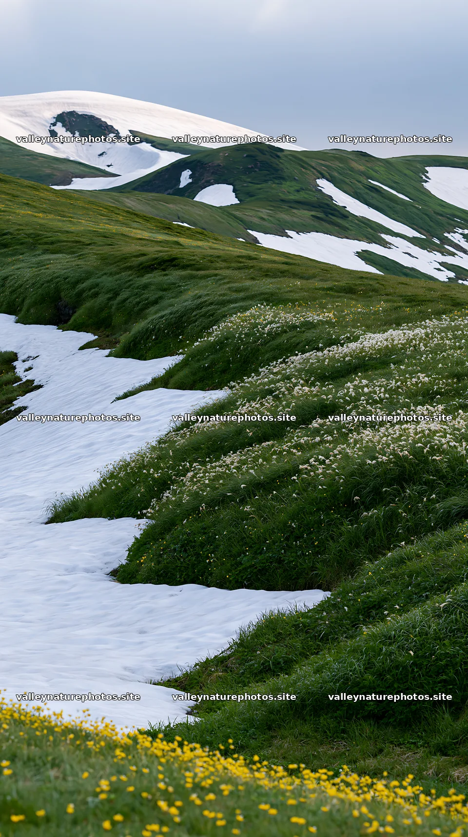 Akita snowmelt meadow with silver grasses under cloudy sky – nature photography 5938x10608