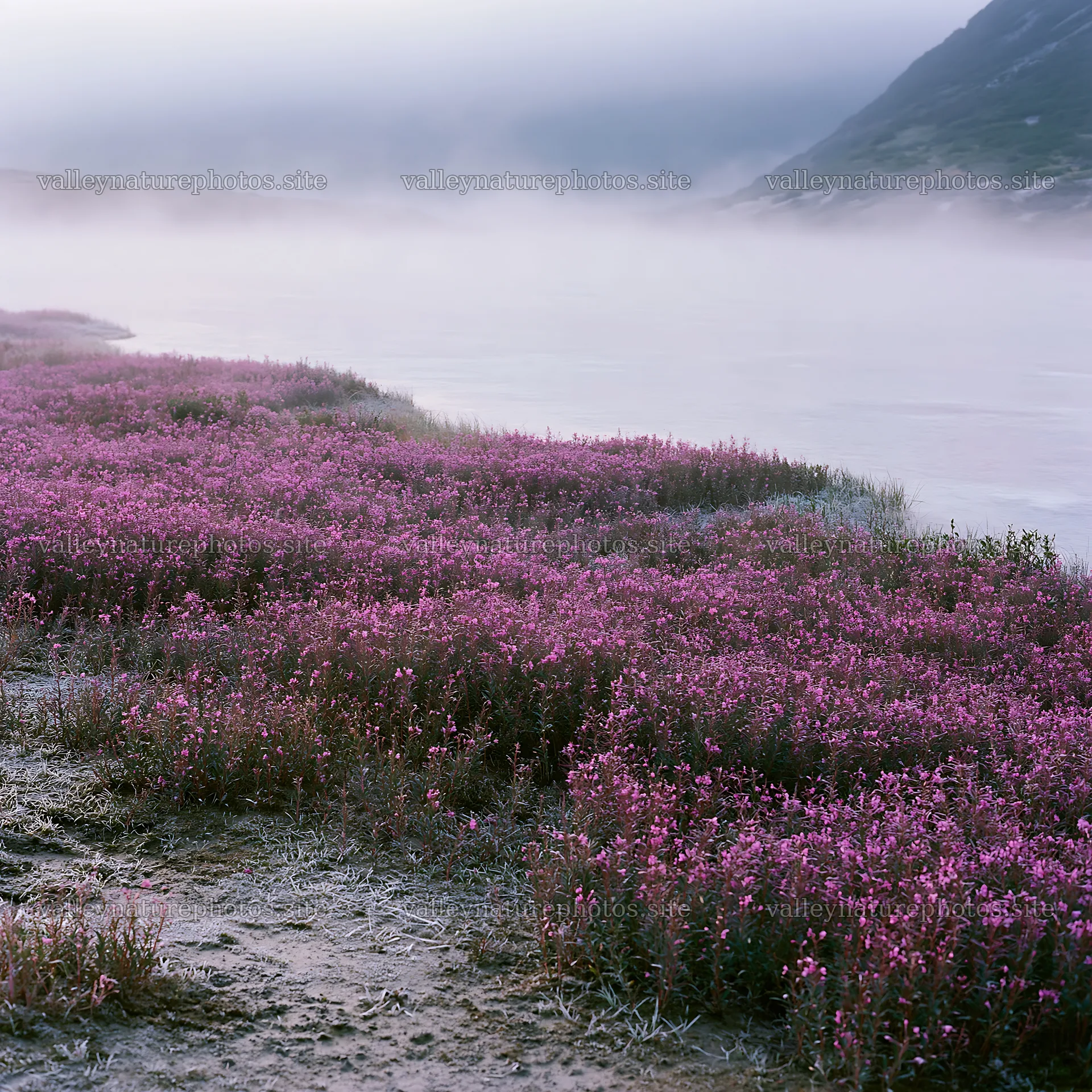 Frozen tarn meadow with pink flowers and mist – nature photography 7938x7938