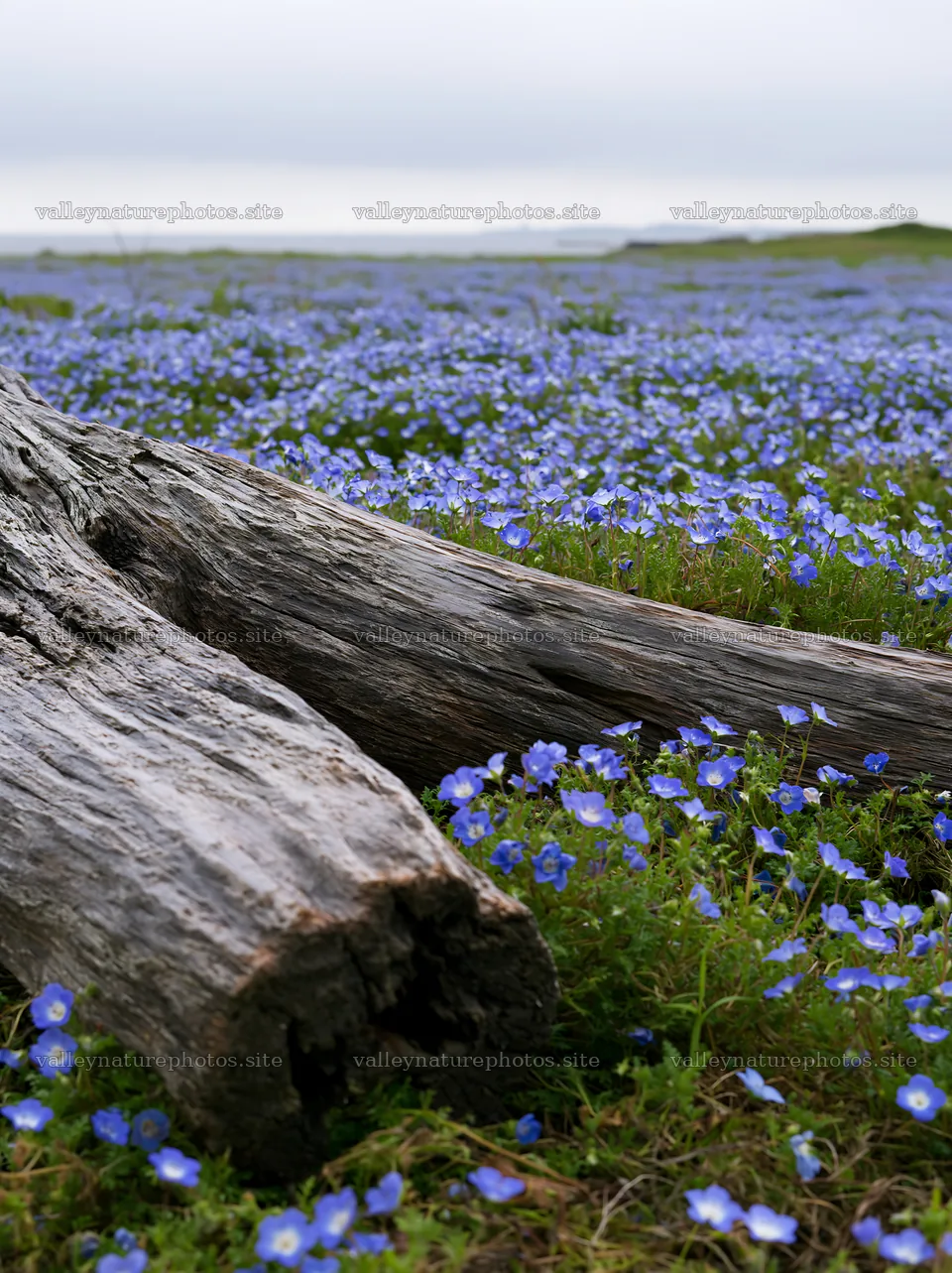 Driftwood and blue flowers in Chiba coastal meadow – nature photography 6866x9174