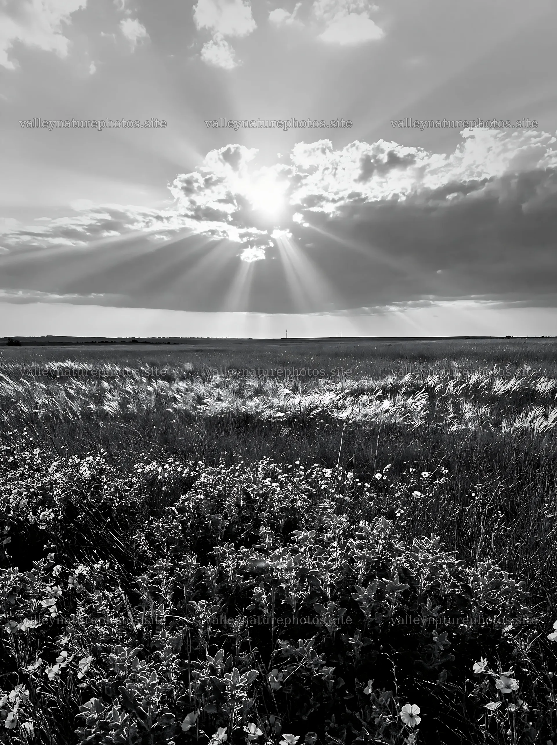 Crepuscular rays shine over a meadow at sunset – nature photography 6866x9174
