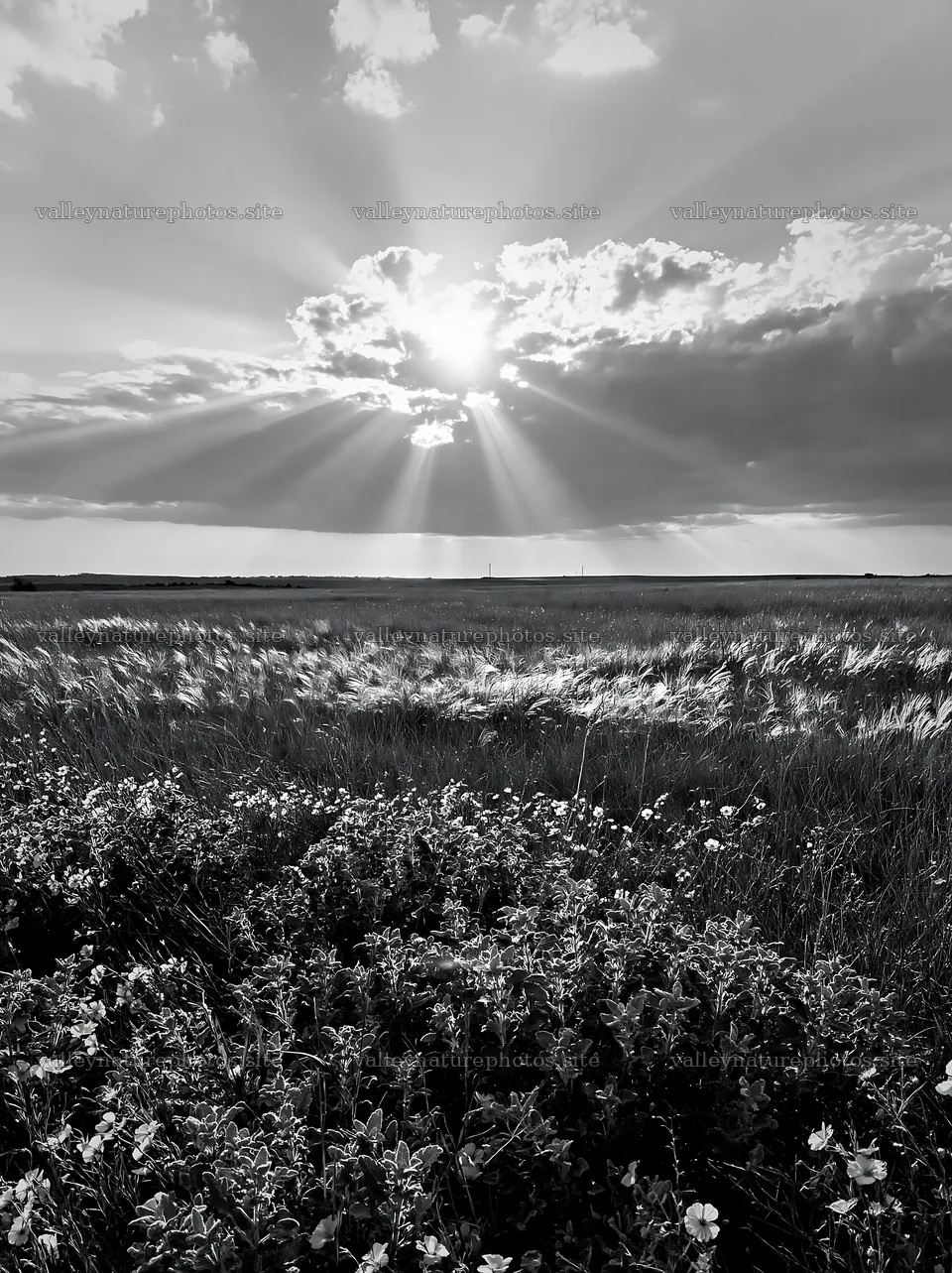 Crepuscular rays shine over a meadow at sunset – nature photography 6866x9174