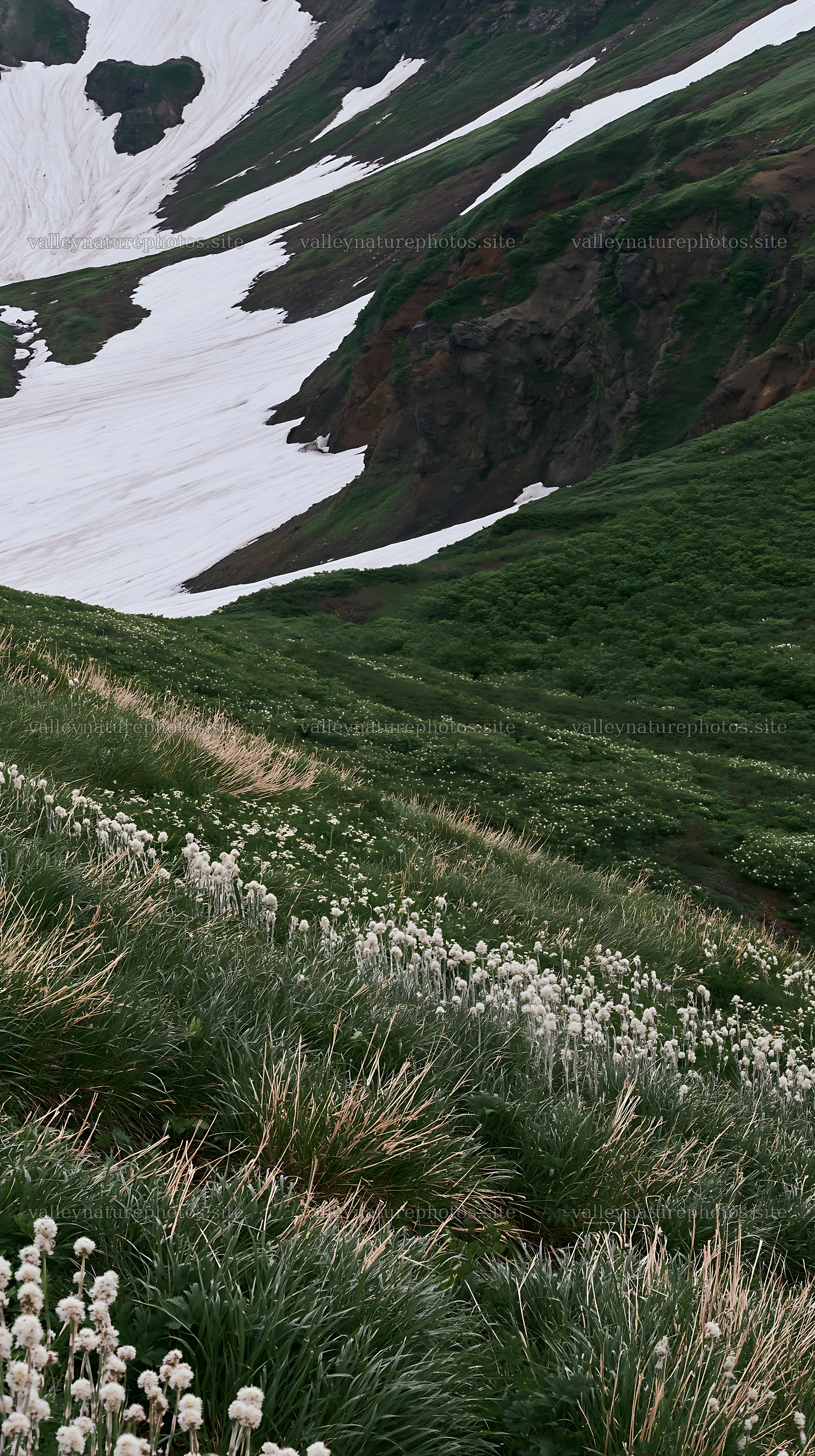 Akita snowmelt meadow with silver grasses under clear skies – nature photography 5938x10608