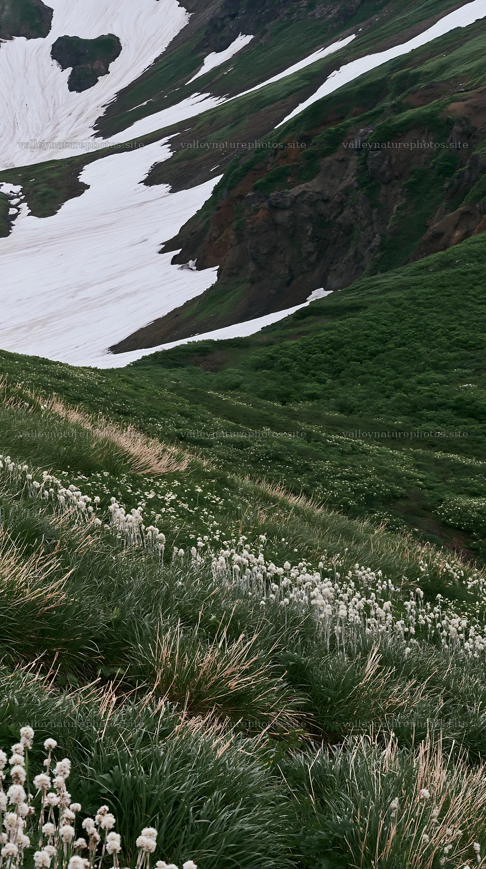 Akita snowmelt meadow with silver grasses under clear skies – nature photography 5938x10608