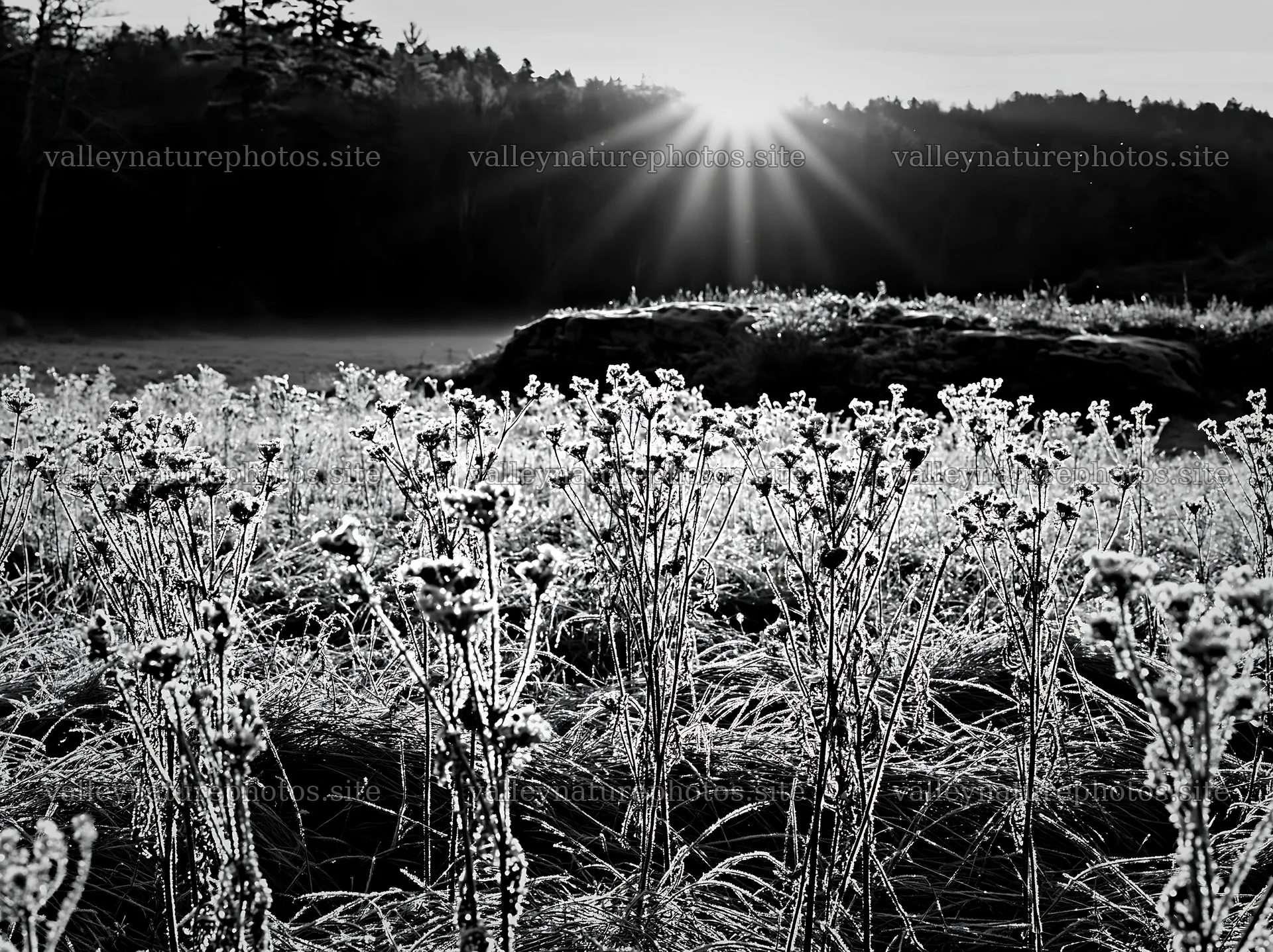 Frosty meadow sunrise with sunlight over grass and plants – nature photography 9174x6866