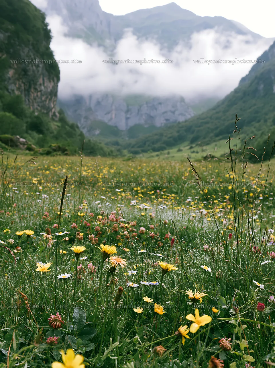 Meadow with dew and flowers under cloud-covered mountains – nature photography 6866x9174