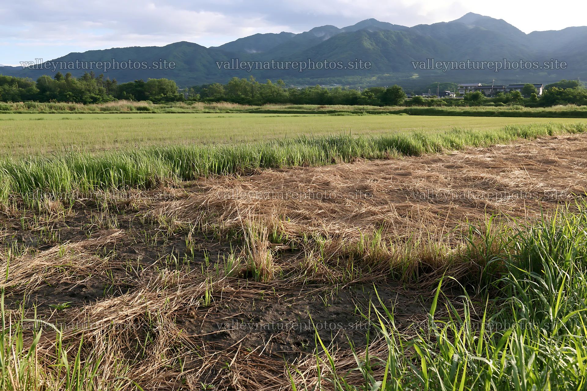 Saga floodplain meadow with reeds and mountains in background – nature photography 9722x6480