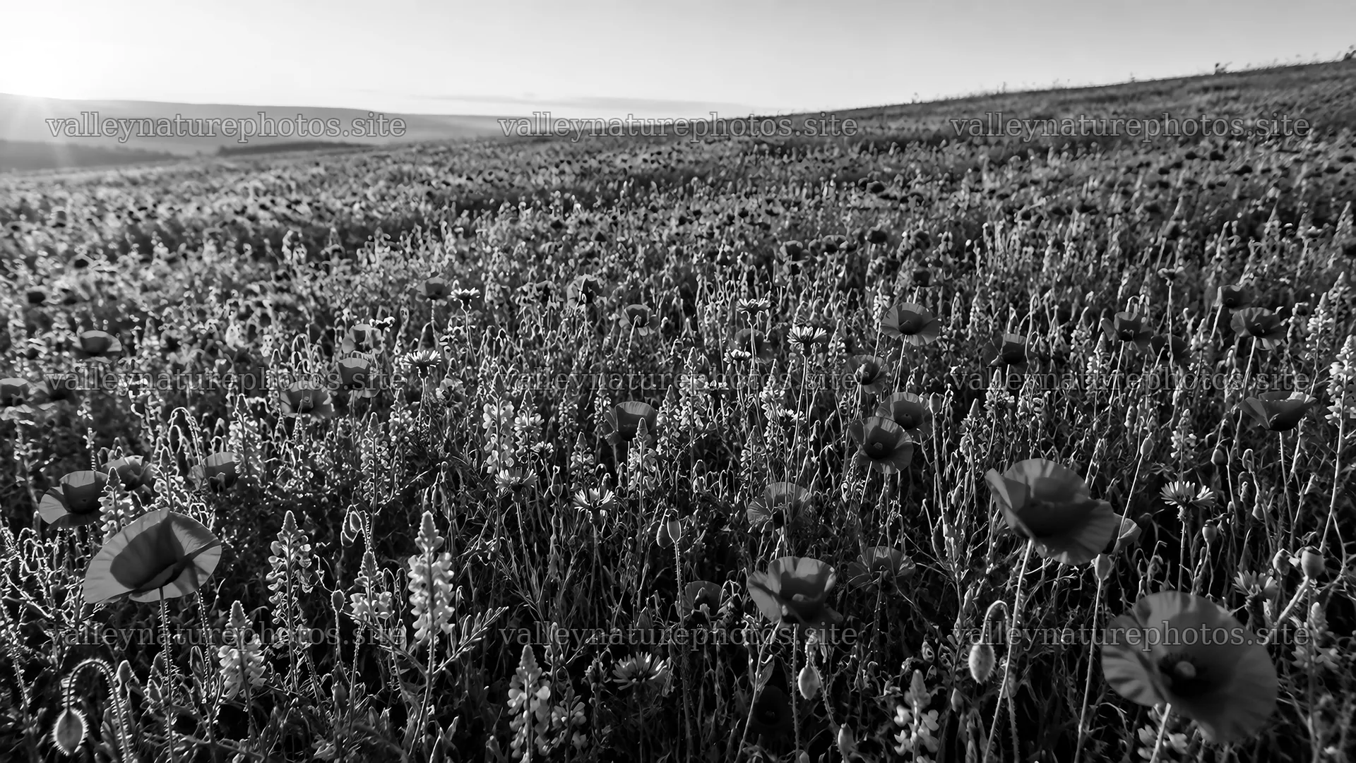 Black and White Wildflower Meadow in Low Sun – nature photography 10324x5812