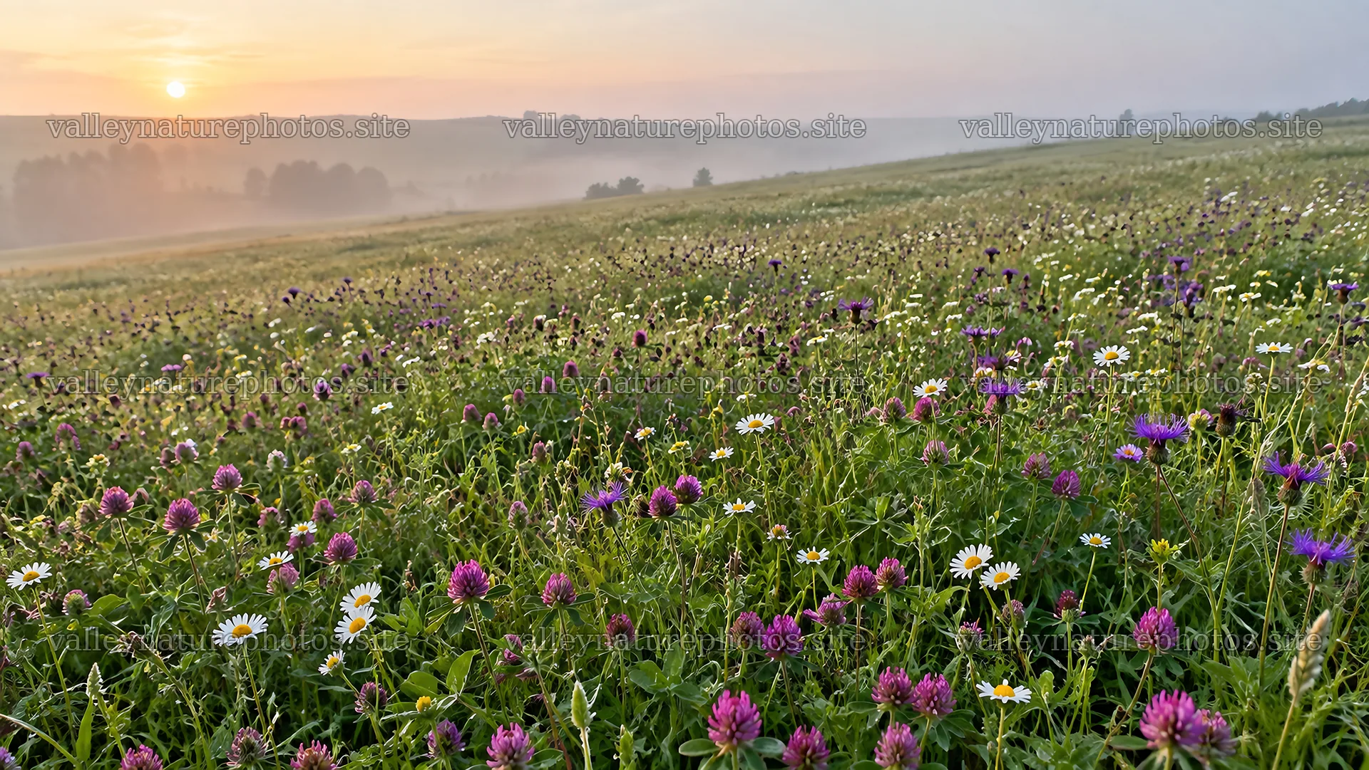 Wildflower Meadow in Morning Mist at Sunrise – nature photography 10324x5812