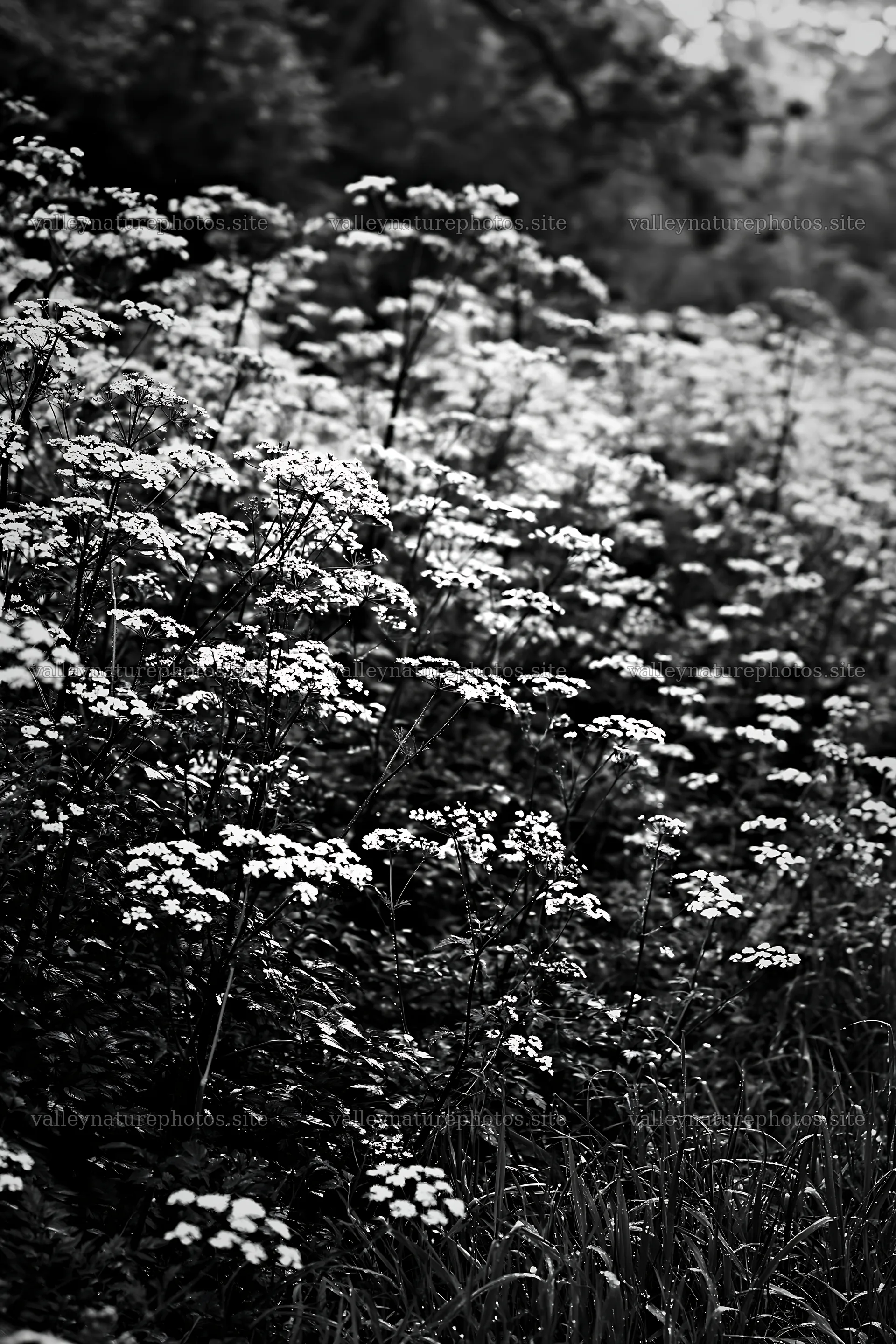 Cow parsley meadow in black and white setting – nature photography 6480x9722