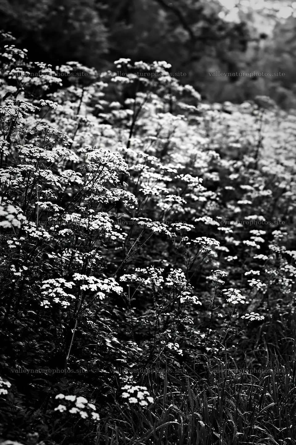 Cow parsley meadow in black and white setting – nature photography 6480x9722