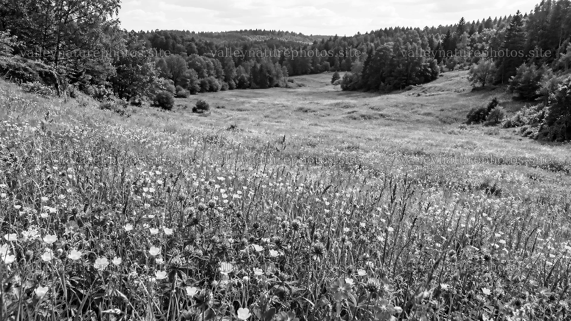 Wildflower Meadow in a Woodland Clearing – nature photography 10324x5812