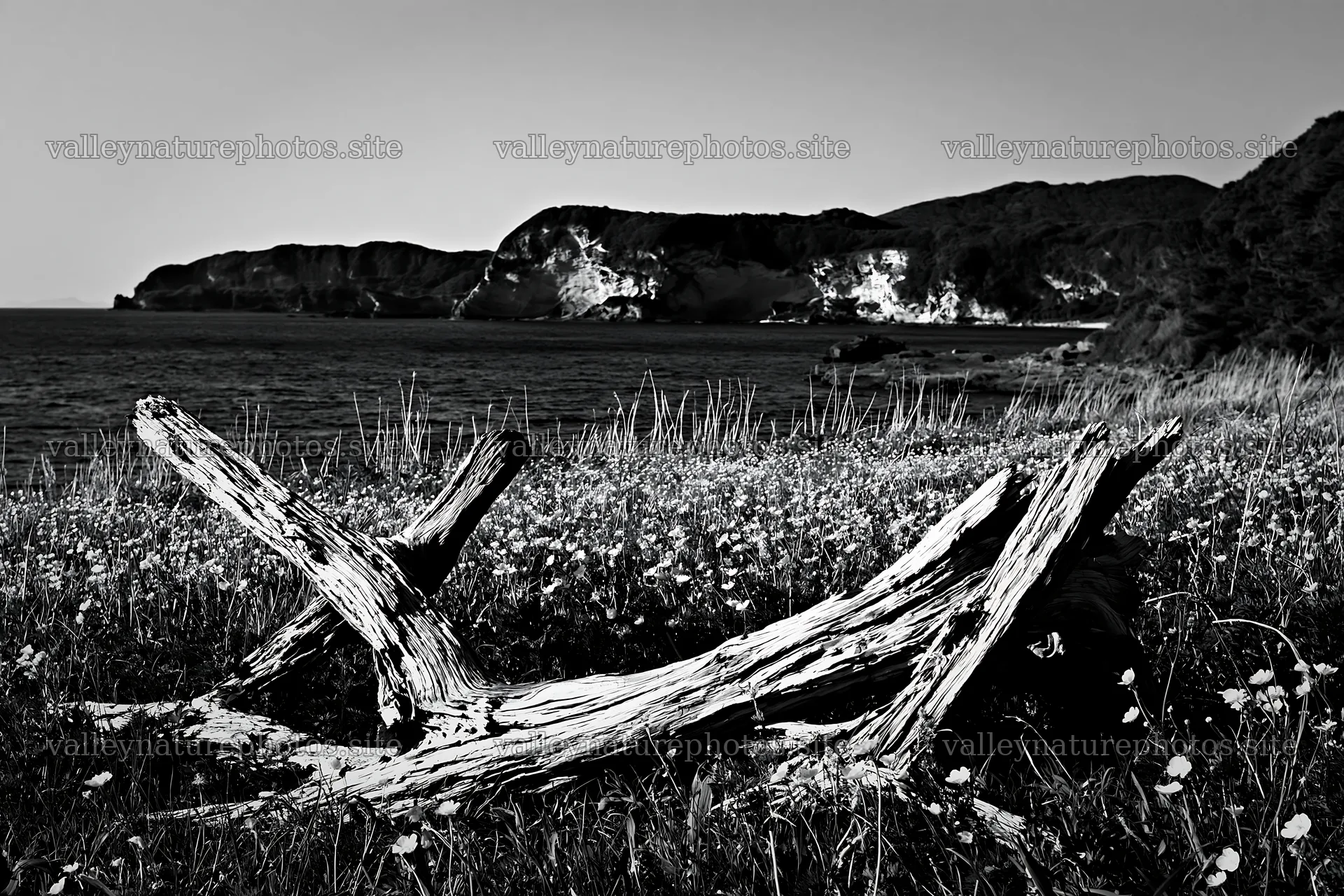 Nagasaki coastal meadow with driftwood and distant cliffs – nature photography 9722x6480