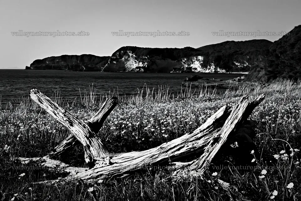 Nagasaki coastal meadow with driftwood and distant cliffs – nature photography 9722x6480