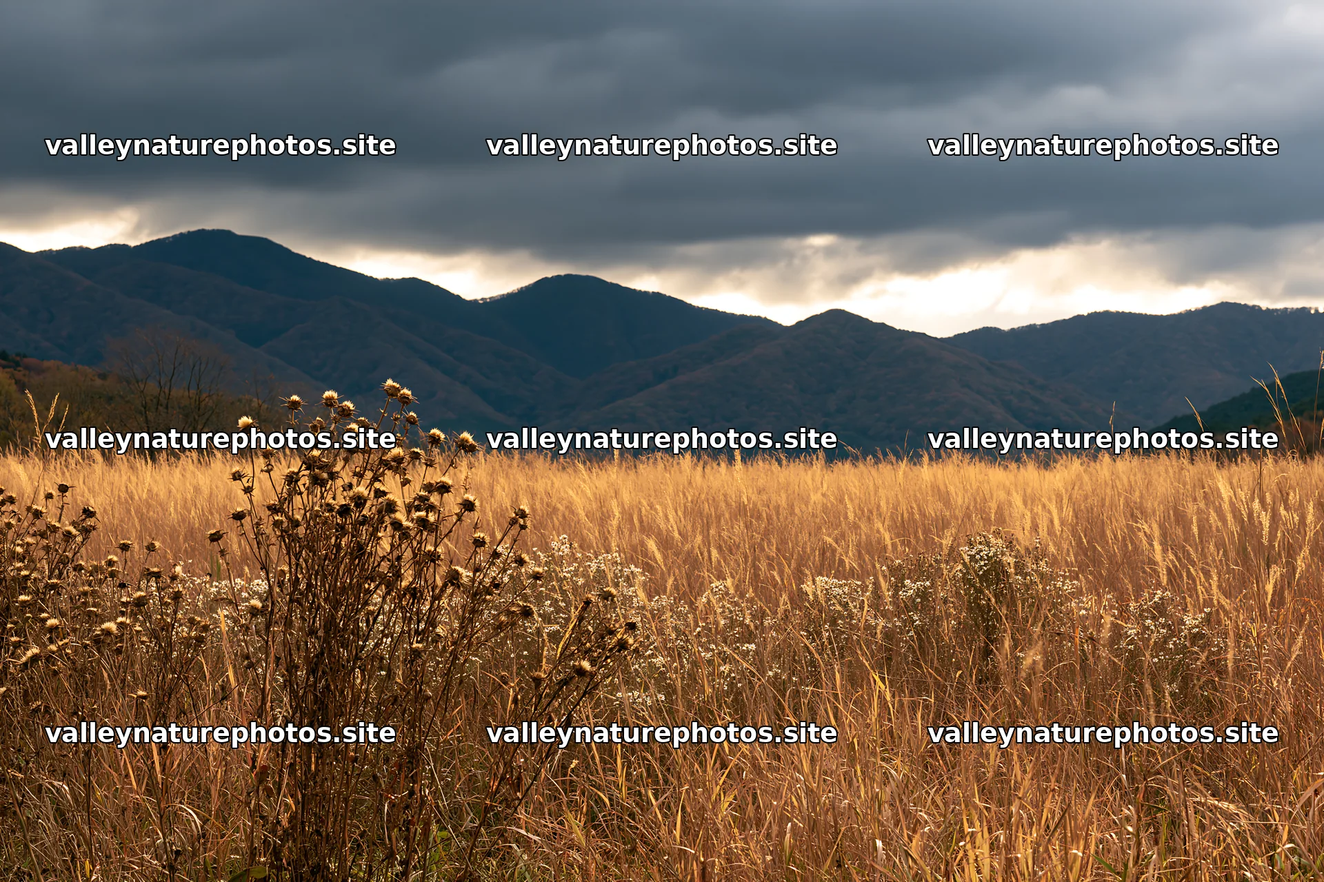 Okayama golden meadow with seedhead foreground – nature photography 9722x6480