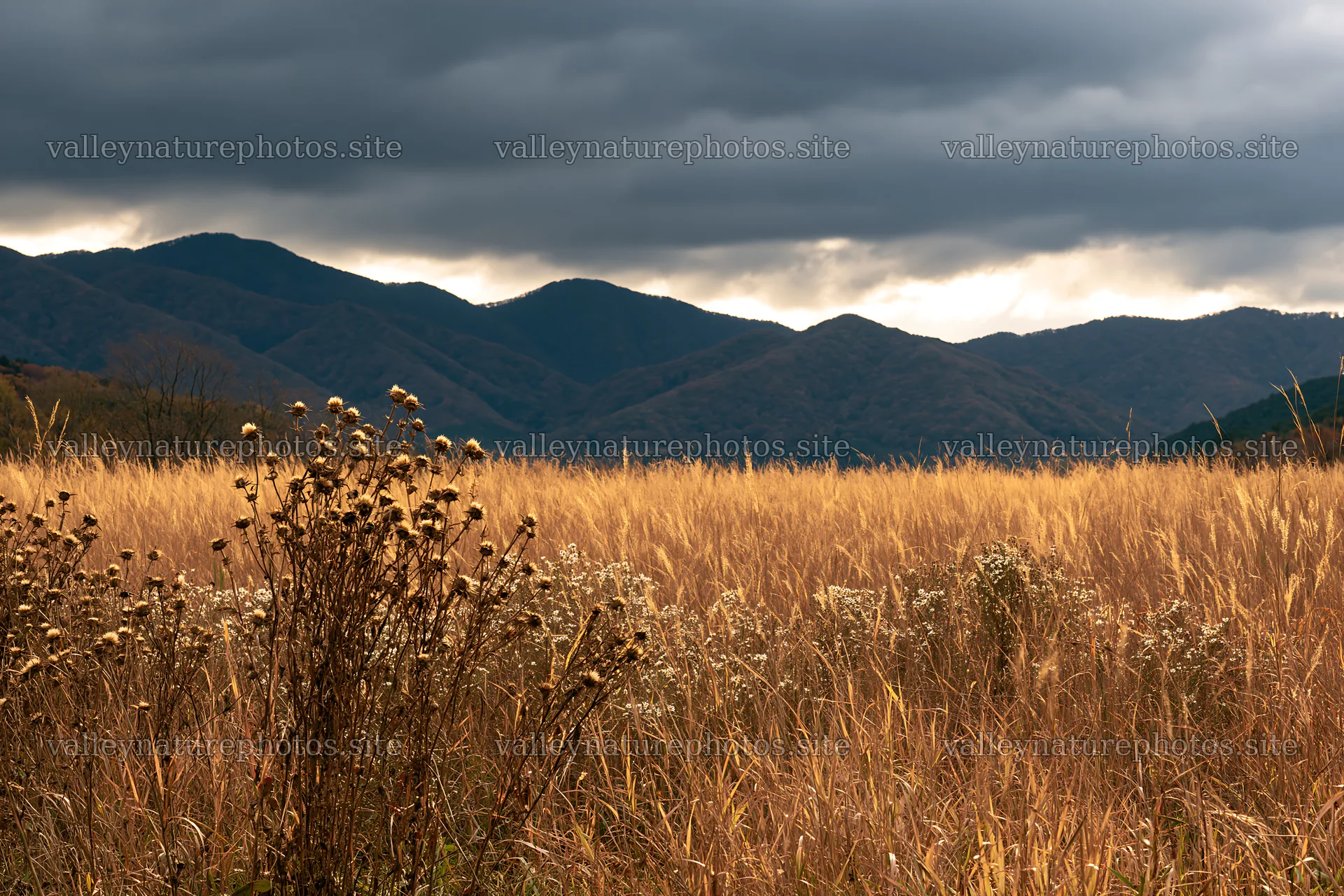 Okayama golden meadow with seedhead foreground – nature photography 9722x6480