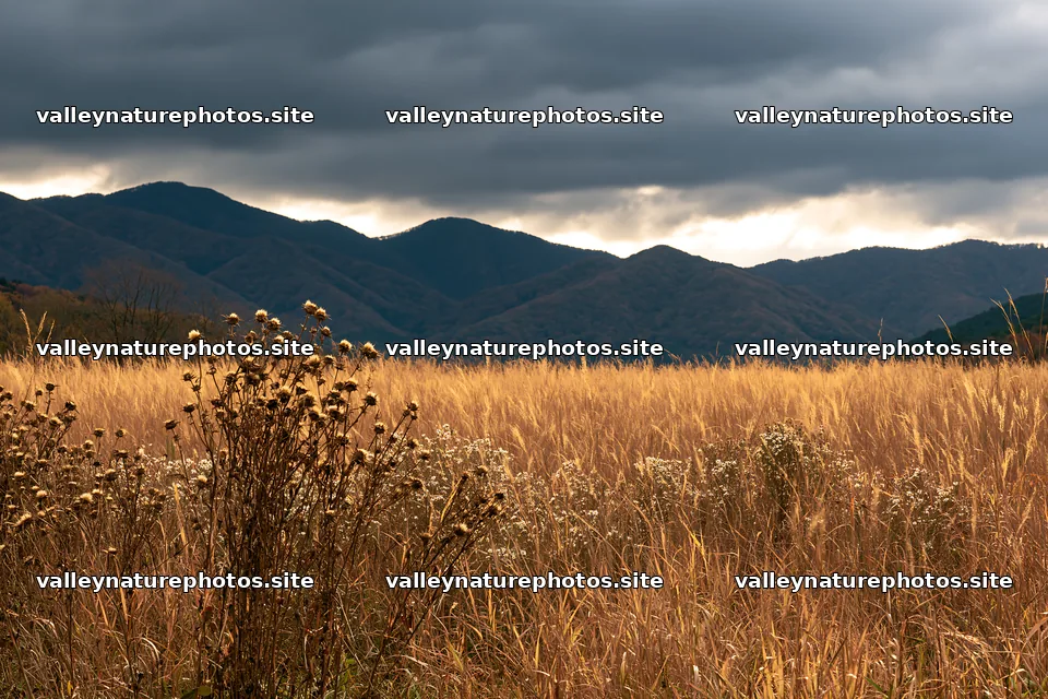 Okayama golden meadow with seedhead foreground – nature photography 9722x6480