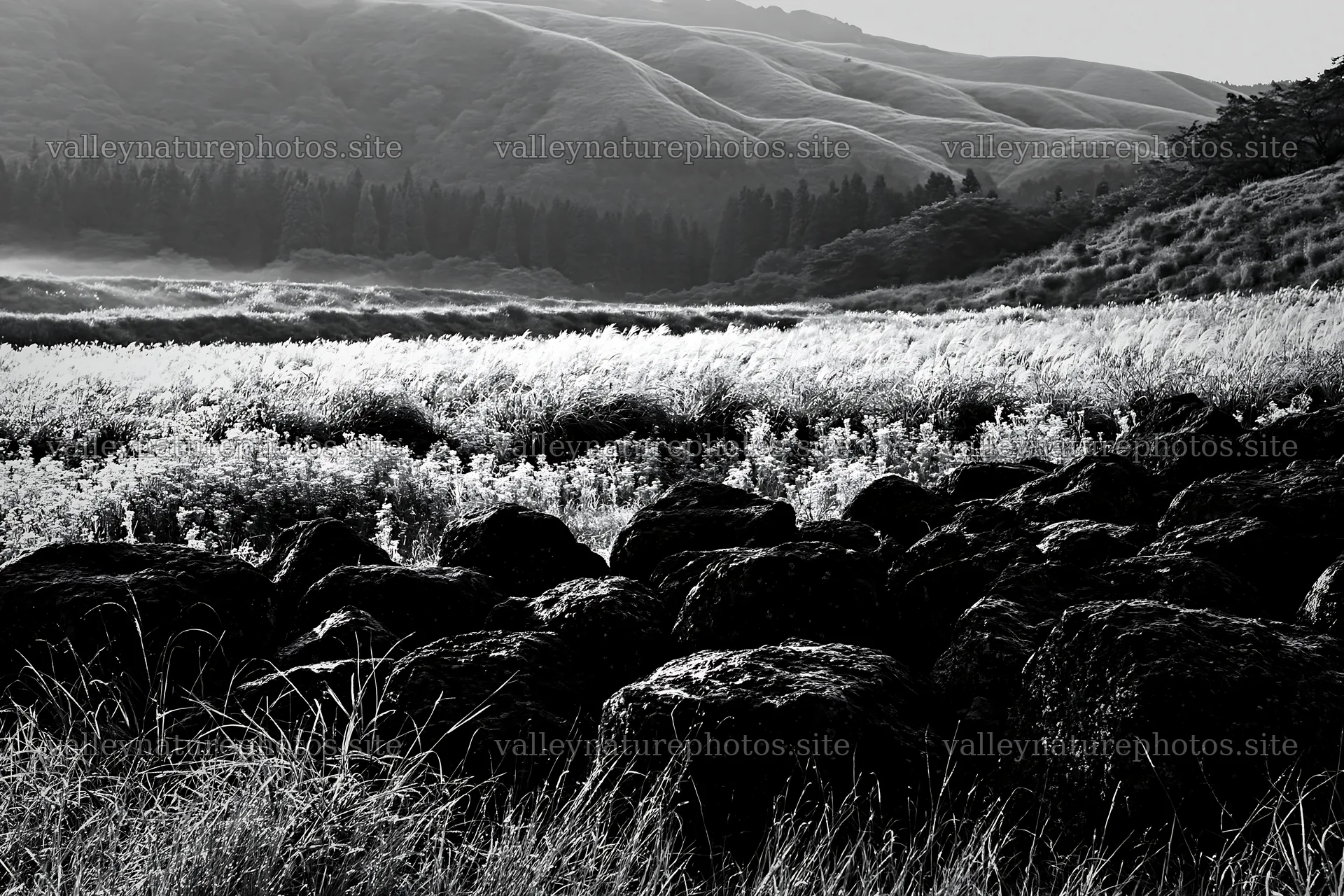 Restored Kumamoto silver grass meadow with boulders – nature photography 9722x6480