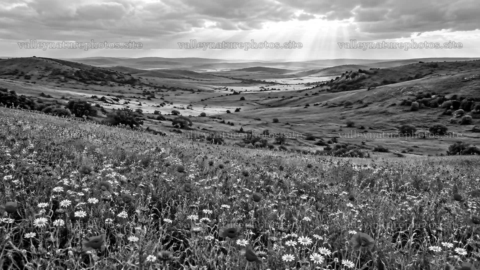 Monochrome Wildflower Meadow Beneath Sunbeams – nature photography 10324x5812