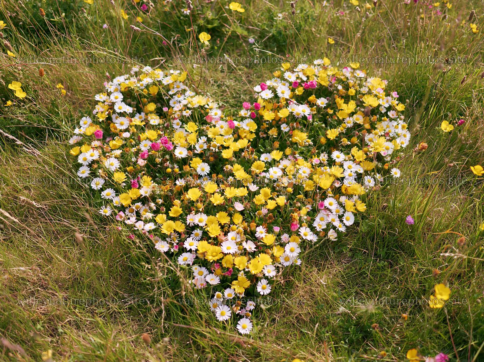 Heart shape made of flowers in a meadow – nature photography 9174x6866