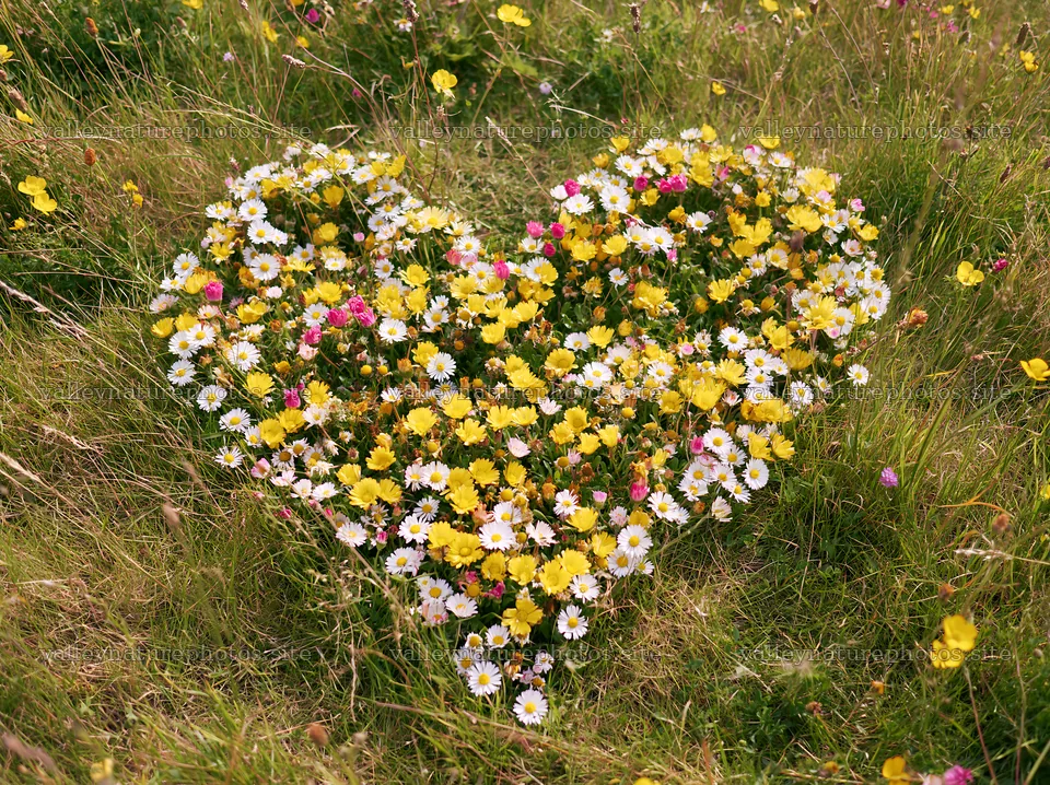 Heart shape made of flowers in a meadow – nature photography 9174x6866