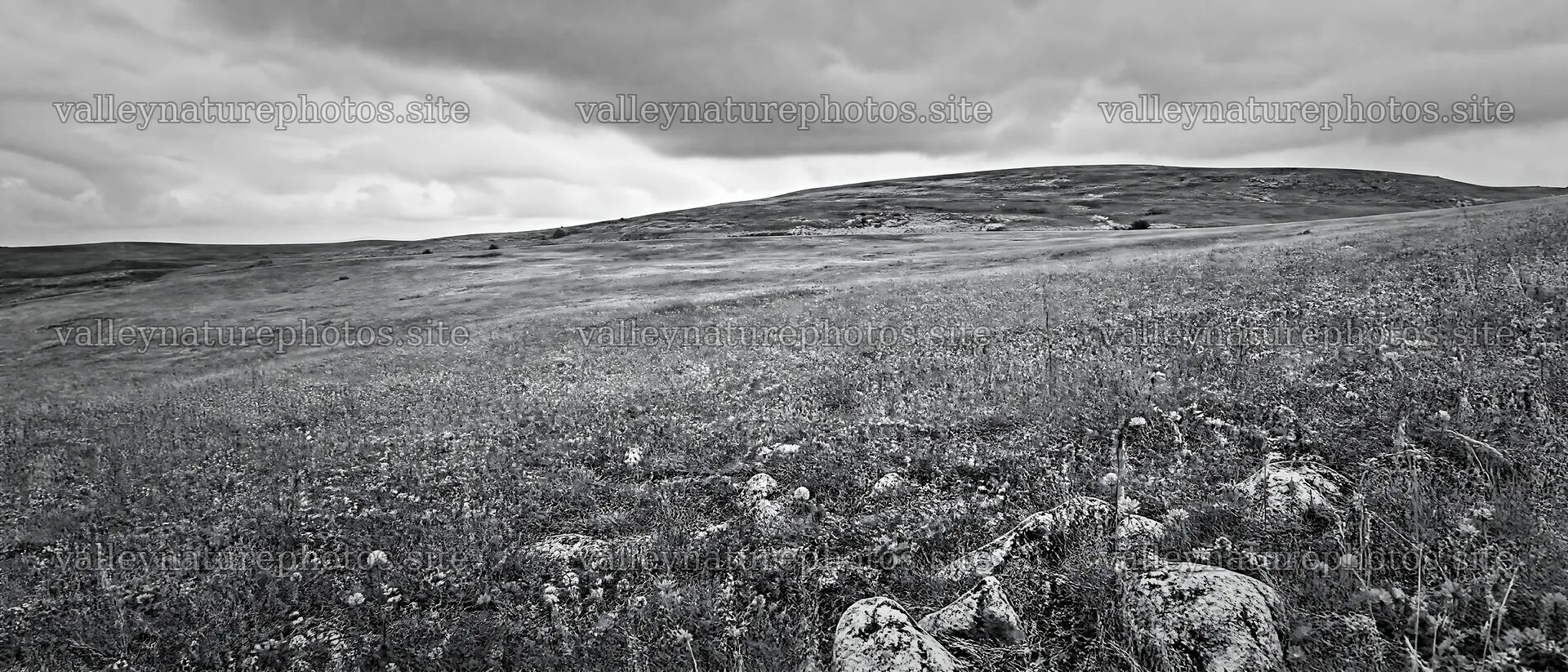 Cloudy dry flower meadow under overcast sky – nature photography 12124x5196