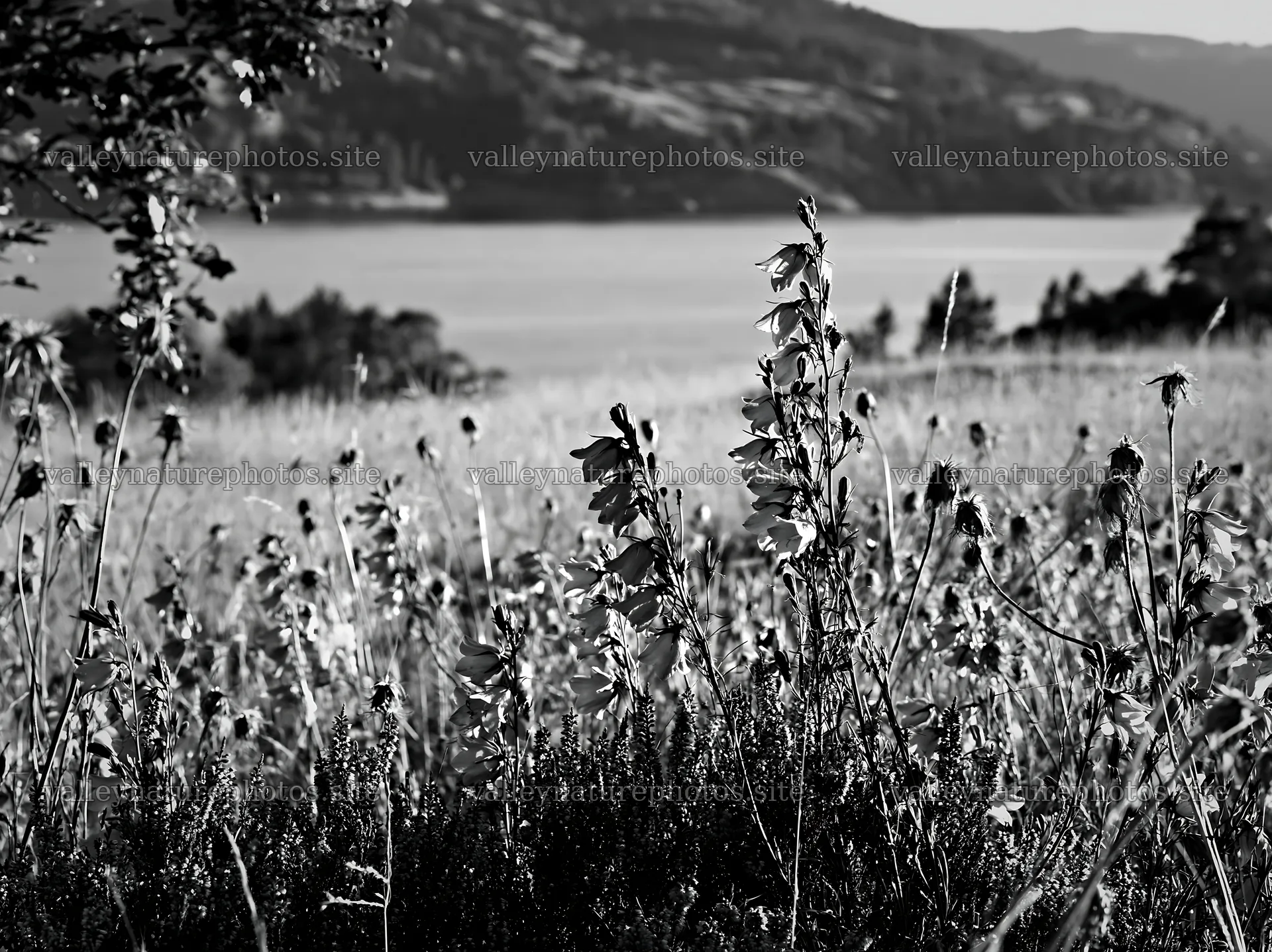 Fjord meadow with flowers near a lake – nature photography 9174x6866
