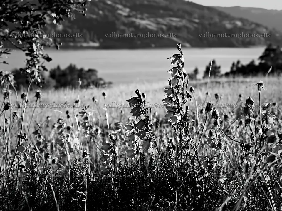 Fjord meadow with flowers near a lake – nature photography 9174x6866