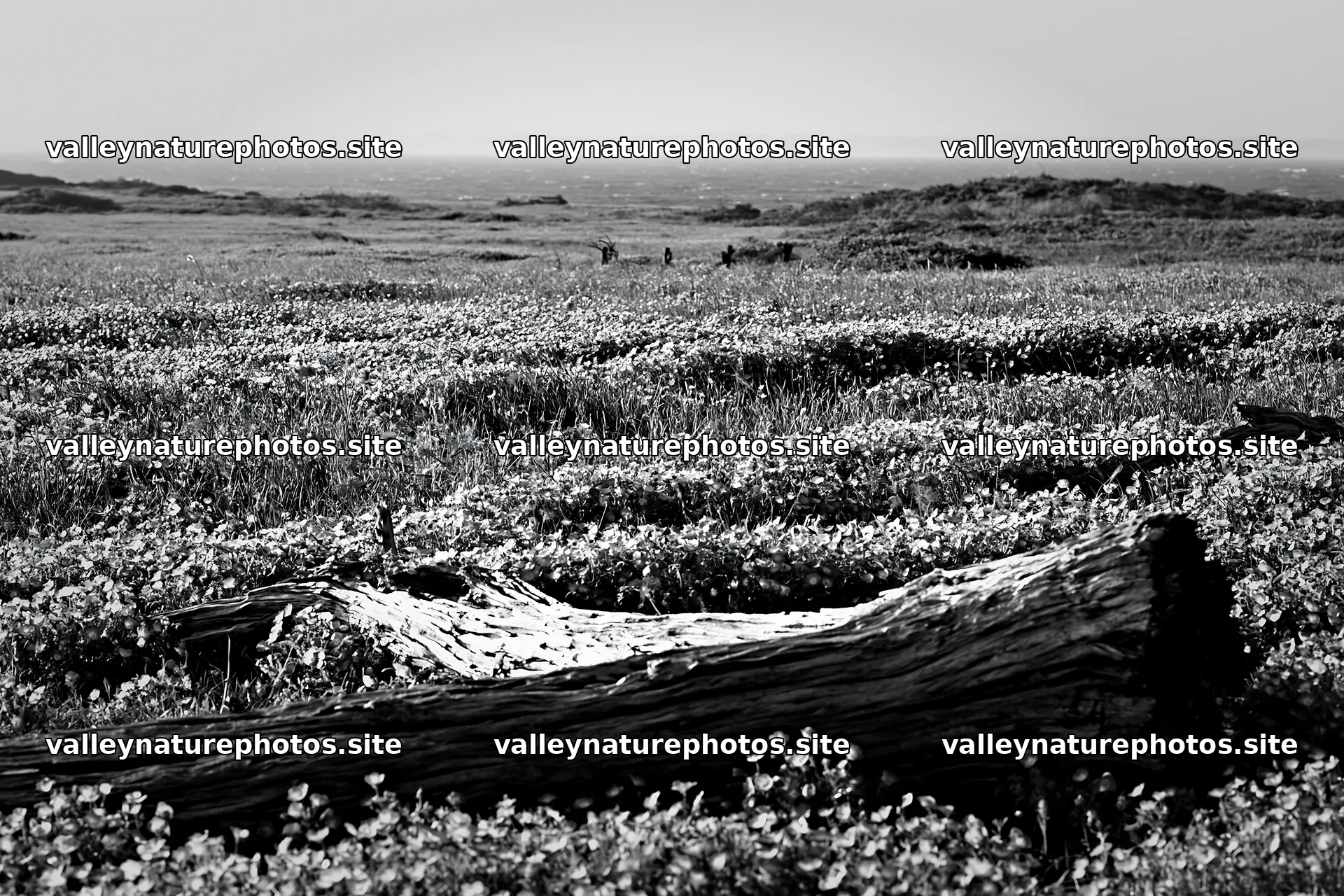 Chiba coastal climate meadow with driftwood in the foreground – nature photography 9722x6480