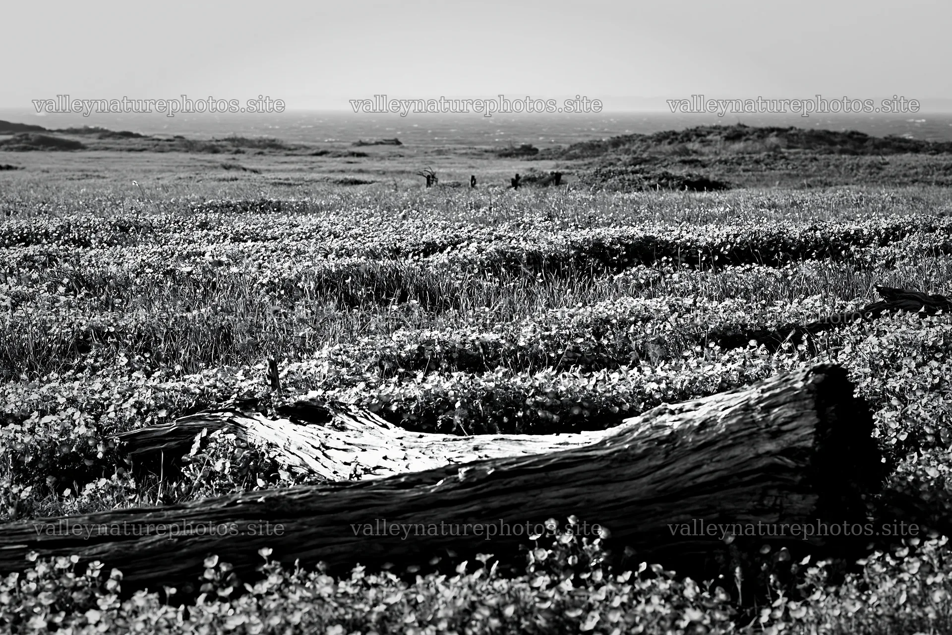 Chiba coastal climate meadow with driftwood in the foreground – nature photography 9722x6480